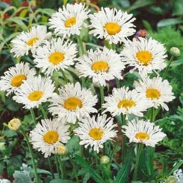 Crazy Daisy (0.2 gr) seminte Margarete flori mari albe, semiduble, petale franjurate, Toraf - Img 3