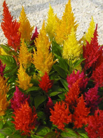 Creasta Cocosului plumosa mix (0.5 gr) seminte de planta anuala cu flori viu colorate, Horti Tops - Img 1