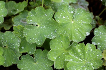 Cretisoara (100 seminte) Lady's Mantle - Alchemilla vulgaris, planta medicinala pentru aparatul genital feminin, Saflax - Img 4