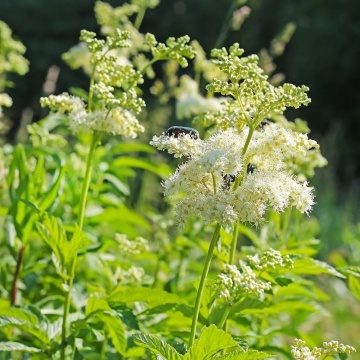 Cretusca (500 seminte) Meadowsweet - Filipendula ulmari, planta medicinala pentru digestie, probleme genitale, reumatism, Saflax - Img 3