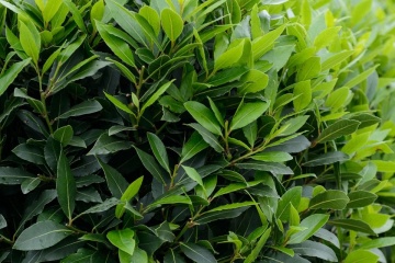 Dafin (6 seminte) Bay Tree - Laurus nobilis, frunze aromate, parfumate, Saflax - Img 2