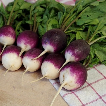 Diana (450 seminte) ridichi violet cu capete albe, fructe mari si rotunde, usor iuti, Florian