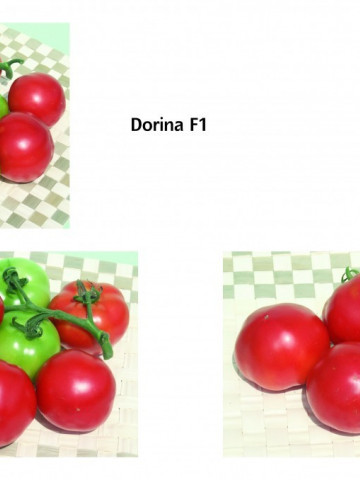 Dorina F1 (250 seminte) de rosii bulgaresti profesionale Geosem Select Bulgaira - Img 2