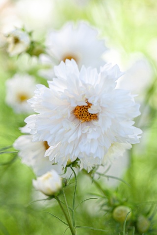 Double Dutch White (190 seminte) Cosmos-Mararite, planta anuala flori albe batute, inflorire abundenta, Seklos - Img 4