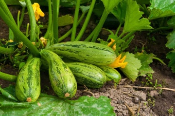 Dovlecel Greyzini F1 (10 seminte) hibrid timpuriu zucchini verde striat fara vrej, Agrosem - Img 2