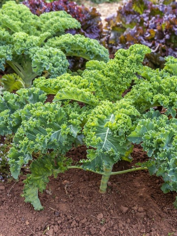 Dwarf Green Curled (250 seminte) varza Kale pitica verde, frunze crete, gustoase, Toraf - Img 2