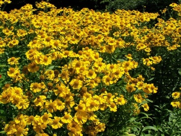 Dzielzan Ogrodowy - Floarea Elenei (0,5 gr) seminte Helenium hoopesii perena, melifera, flori galben-aurii, Toraf - Img 3