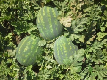 E42 F1 (1000 seminte) de pepene verde cu fructe ovale greutate medie 12-14 kg pulpa dulce si p structura crocanta atragatoare, Cora Seeds