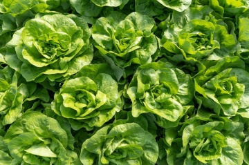 Elvis (32-229) (5000 seminte drajate) salata de capatana, de vara, potrivita pentru mai multe cicluri de productie, Bejo - Img 2