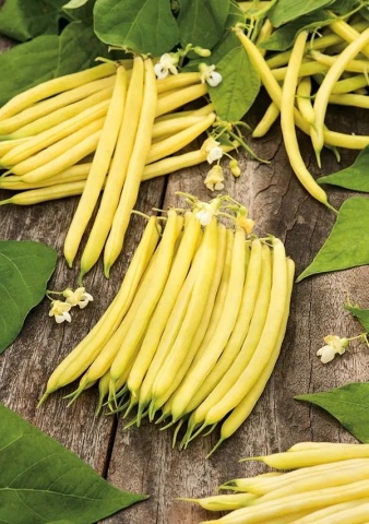 Erla (25 gr) seminte fasole oloaga, pastai galbene cilindrice, soi rezistent la boli, PlantiCo