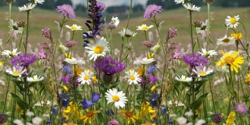 Fallow Flowers (45 gr), seminte mix flori salbatice si iarba, Seklos - Img 4