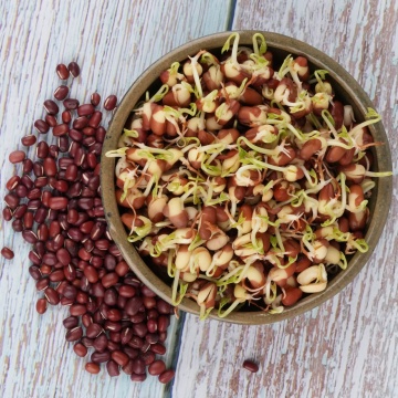 Fasola Adzuki (50 gr) seminte pentru germeni sau vlastari de fasole rosie Azuki, Toraf - Img 3