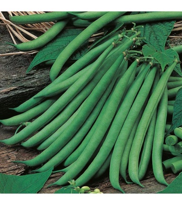 Ferrari (250 gr) seminte fasole fideluta verde oloaga, pasti lungi si drepte, RACI Sementi