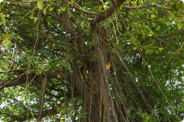 Ficus de Bengal (20 seminte) Indian Banyan Tree - Ficus benghalensis, planta decorativa de ghiveci, Saflax - Img 5