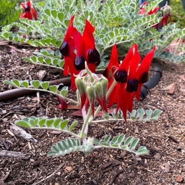 Floarea Cioc de Papagal (20 seminte) Sturt's Desert Pea - Clianthus formosus syn. Swaisonia formosa, flori mari rosu aprins, Saflax - Img 6