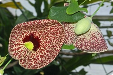 Floarea Fantoma (80 seminte) Dutchman's Pipe - Aristolochia littoralis syn. elegans, planta cataratoare cu flori uriase, Saflax - Img 2