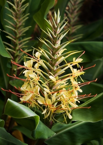 Floarea Fluture (10 seminte) Red Ginger Lily - Hedychum gardnerianum, flori mari, parfumate, fructe colorate, Saflax - Img 3