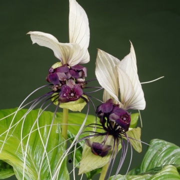Floarea Liliac Alb (10 seminte) White Bat Flower - Tacca integrifolia, flori mari alb cu violet, aspect interesant, Saflax - Img 6