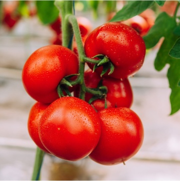 Galiceno F1 (100 seminte) tomate timpurii, cu crestere nedeterminata , Hazera - Img 1