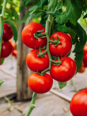 Galiceno F1 (500 seminte) tomate timpurii, cu crestere nedeterminata , Hazera - Img 3