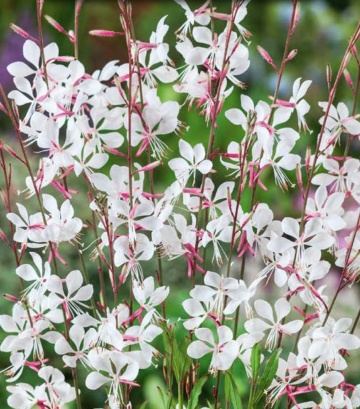 Gaura Biala 0 5 Gr Seminte Oenonthera Lindheimeri Floarea Albinei gaura-biala-0-5-gr-seminte-oenonthera-lindheimeri-floarea-albinei