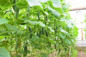 Georg F1 ( 500 seminte), castraveti cornichon, verde inchis, Enza Zaden