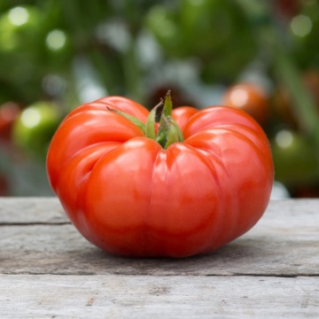 Gigantomo F1 (10 seminte) rosii mari pana la 1 kg tip Beefsteak, carnoase, gust si aroma excelente, Seklos - Img 4