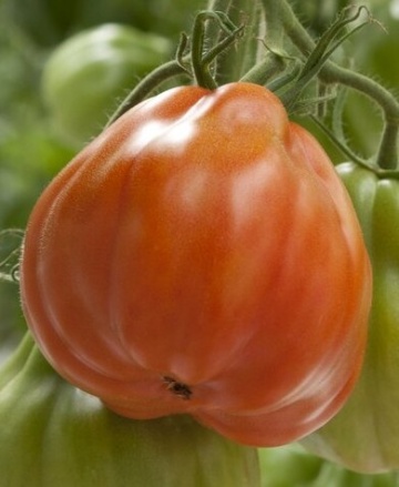 Gigawak F1 (500 seminte) tomate nedeterminate tip inima de Bou, costate, uniforme, atractive, gust placut, Syngenta