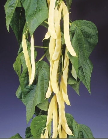 Golden Gate (500 gr) seminte fasole urcatoare cu pastaie lata galbena tip Goldfield, frageda, fara ate, productie ridicata, ChemyFarm - Img 3