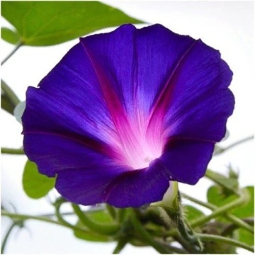 Grandpa Ott's (1 gr) seminte Zorele urcatoare flori mari, violet inchis cu dungi rosii, Toraf - Img 3