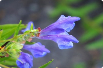 Gura Lupului (20 seminte) Baikal Helmkraut - Scutellaria Baicalensi, planta medicinala benefica in stari de anxietate, stres, oboseala, insomnie, Saflax - Img 2