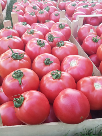 Gusto Pink F1 162-334 F1 (500 seminte) de tomate nedeterminate cu forma globulara cu nervuri si culoare roz atractiv, Yuksel - Img 2
