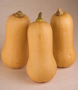 Hannah F1 (500 seminte) dovleac cu fructe de tip Butternut vizibil costate ce cantaresc in medie 2 kg avand coaja bej si miezul portocaliu, Enza Zaden
