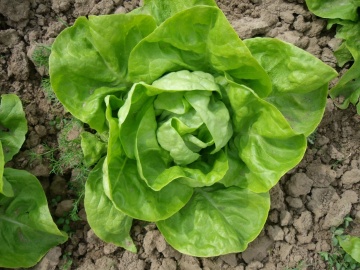 Humil (800 seminte) salata verde de iarna, pentru recolte extratimpurii, Toraf - Img 2