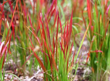 Iarba Rosie (50 seminte) Cogongrass - Imperata cylindrica, iarba ornamentala frunze rosu aprins, Saflax - Img 2