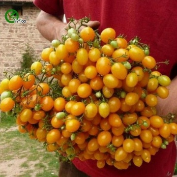 Ildi (60 seminte) tomate cherry galbene dulci, ciorchini numerosi, Seklos - Img 4
