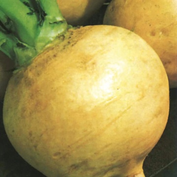 Jaune Boule d'Or BIO (200 seminte) napi BIO galbeni, suculenti, rezistenti, Seklos