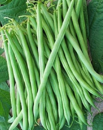 Jovita (30 gr) seminte fasole oloaga, pastai verzi cilindrice, fine, fara ate, PlantiCo