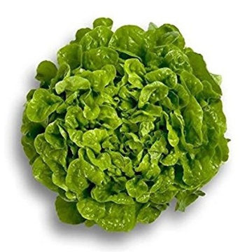Kitonia (1000 seminte) drajate de salata creata tip oak leaf (frunza de stejar) ce se preteaza excelent pentru salate de un verde deosebit, Rijk Zwaan