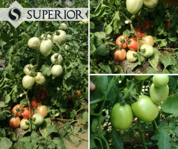 Kruna (300 seminte) de tomate timpurii determinate roze pentru camp, Superior Serbia - Img 3