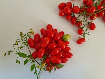 Lacrimioare (10 seminte) tomate cherry cu fructe rosii in forma de ou, soi nou, IZK Maritsa - Img 3