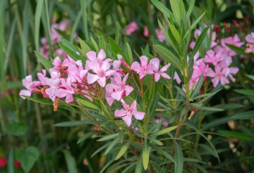 Leandru (50 seminte) Oleander - Nerium oleander, flori roz intens, inflorire indelungata, Saflax - Img 3
