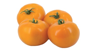 Leeloo F1 (250 seminte) tomate portocalii aromate, carnoase, semitimpurii nedeterminate, Graines Voltz - Img 2