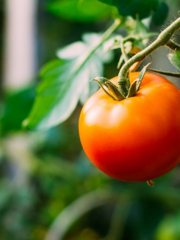 Lolek (150 seminte) tomate pitice portocalii, extrem de tarzii, potrivite depozitarii pe termen lung, PlantiCo - Img 2