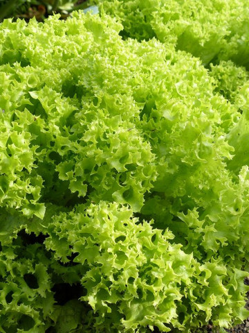 Lollo Bionda (800 seminte) salata creata soi timpuriu, Agrosel - Img 2