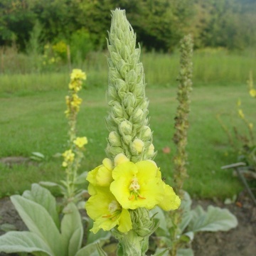 Lumanarica (500 seminte) Large Flowered Mullein - Verbascum densiflorum, planta medicinala cu efect expectorant, antiinflamator, analgezic, Saflax - Img 3