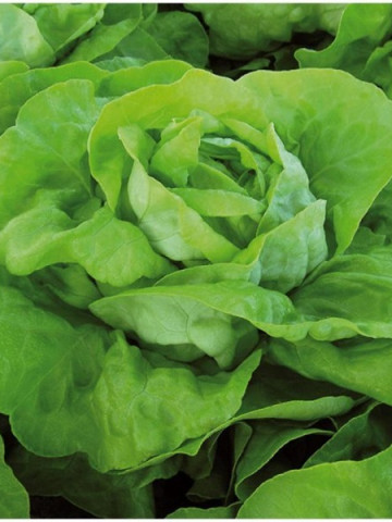 Mafalda (5000 seminte) drajate de salata verde extratimpurie 550 - 600 grame, rezistenta si vigurozitate ridicata, Nunhems - Img 2
