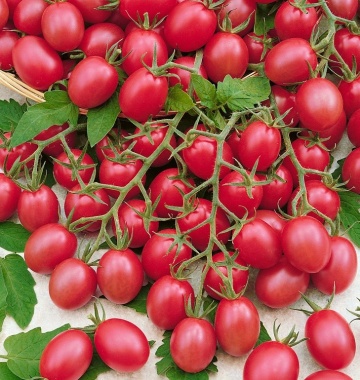 Malinowy Kapturek (30 seminte) rosii cherry randament foarte mare, fructe foarte gustoase, Seklos - Img 2