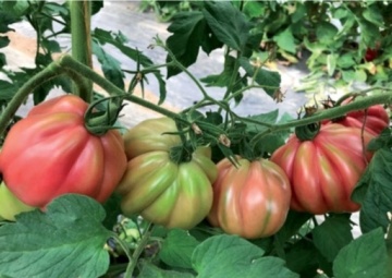 MamiPink F1 (10 seminte) tomate nedeterminate, tip inima de bou roz, Enza Zaden - Img 6