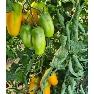 Masaniello F1 (PO9461 F1) (100 seminte) rosii tip San Marzano galbene, semitimpurii nedeterminate, La Semiorto Sementi - Img 4